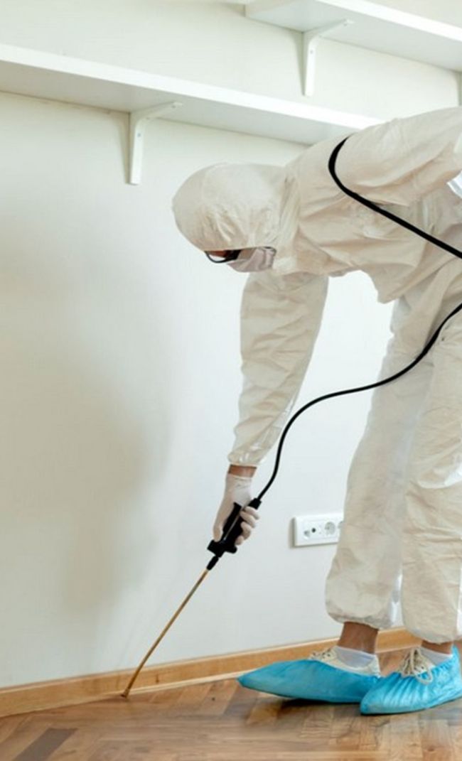 dedetizadora em Campos dos Goytacazes